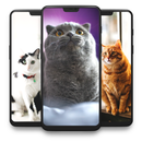 APK Cute Cat Wallpaper