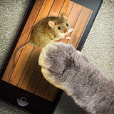 Mausspiel für Katzen Zeichen