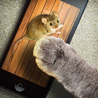 Mouse game toy for cats icon