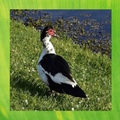 Muscovy Duck Pictures