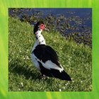 Muscovy Duck Pictures icono