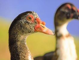 Muscovy Duck Pictures Poster