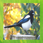 Magpie Bird Pictures アイコン