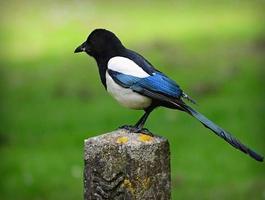 Magpie Bird Pictures ポスター