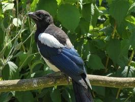 Magpie Bird Pictures スクリーンショット 1