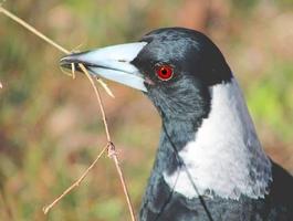 Magpie Bird Pictures スクリーンショット 2
