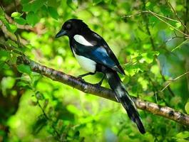 Magpie Bird Pictures スクリーンショット 3