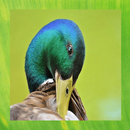 Mallard Duck Pictures APK