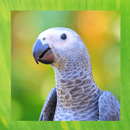 African Grey Parrot Pictures APK