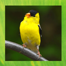 American Goldfinch Pictures-APK