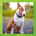Bull Terrier