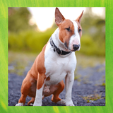 Bull Terrier иконка