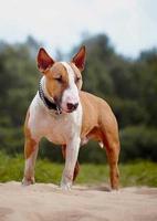 Bull Terrier screenshot 1