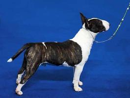 Bull Terrier screenshot 2