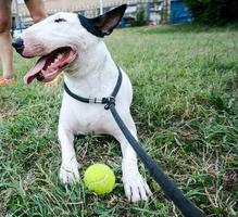 Bull Terrier capture d'écran 3