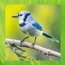 Blue Jay Bird pictures-APK