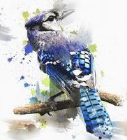 Blue Jay Bird pictures poster