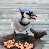 Blue Jay Bird pictures screenshot 1