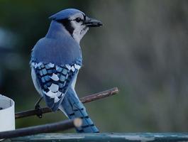 Blue Jay Bird pictures screenshot 3