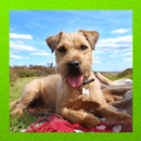 Border Terrier Pictures APK