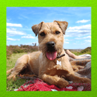 Border Terrier Pictures 圖標