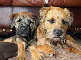 Border Terrier Pictures 海報