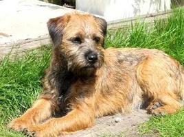 Border Terrier Pictures 截圖 1