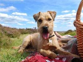 Border Terrier Pictures 截圖 2