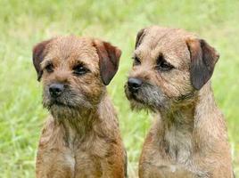 Border Terrier Pictures 截圖 3