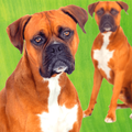 Boxer Dog Pictures