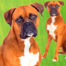 Boxer Dog Pictures APK
