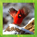 Cardinal Bird Pictures-APK