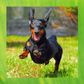 Dachshund Pictures