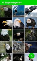 Eagle Images Affiche