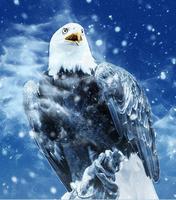 Eagle Images Screenshot 1