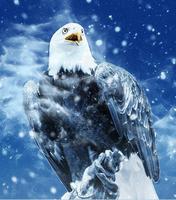 Eagle Images স্ক্রিনশট 1