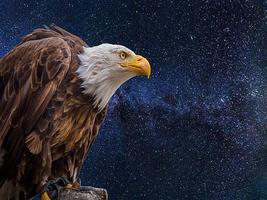 Eagle Images Screenshot 3