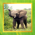 Elephant Pictures