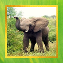 Elephant Pictures aplikacja