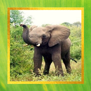 Elephant Pictures APK