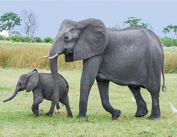 Elephant Pictures الملصق