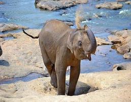 Elephant Pictures اسکرین شاٹ 1