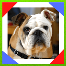 English Bulldog APK