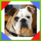 English Bulldog أيقونة