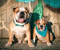English Bulldog تصوير الشاشة 1