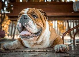 English Bulldog تصوير الشاشة 2