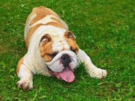 English Bulldog تصوير الشاشة 3