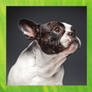 French Bulldog APK