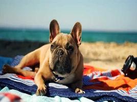 French Bulldog الملصق