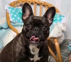 French Bulldog تصوير الشاشة 2
